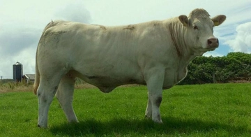 Sığır Tüberkülozu Belirtileri ve Tedavisi Sığır Tüberkülozu Belirtileri ve Tedavisi