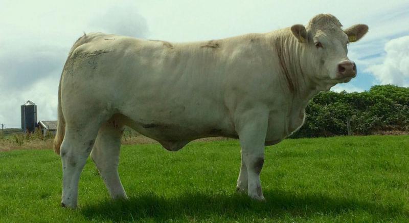 Sığır Tüberkülozu Belirtileri ve Tedavisi